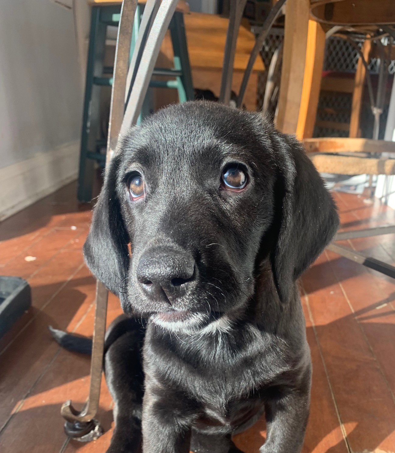 Roz Large Beagle / Labrador Retriever / Mixed (short coat) Female