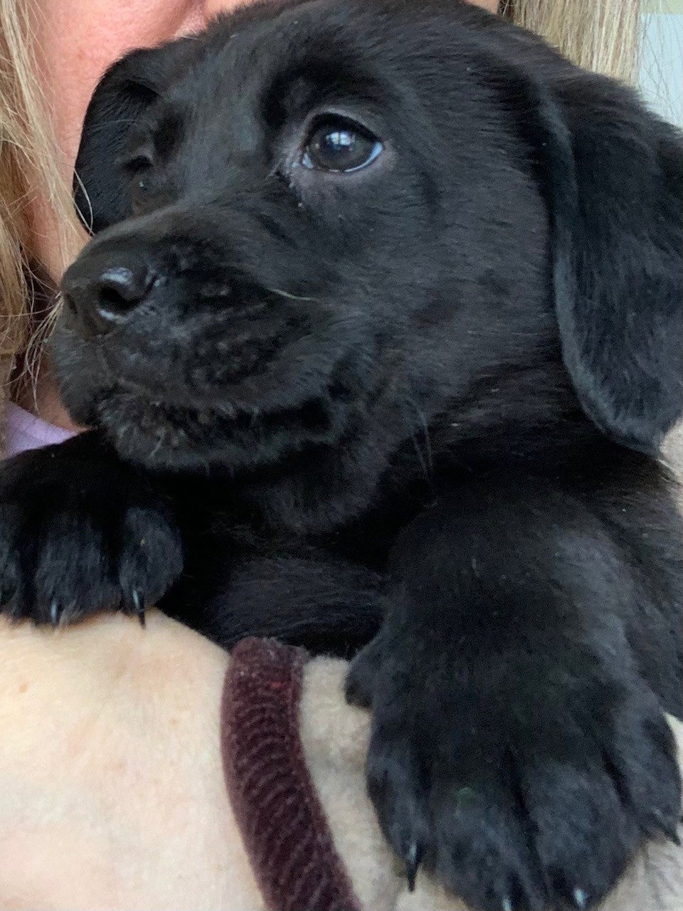 Bebe Medium Beagle / Labrador Retriever / Mixed (short coat) Female