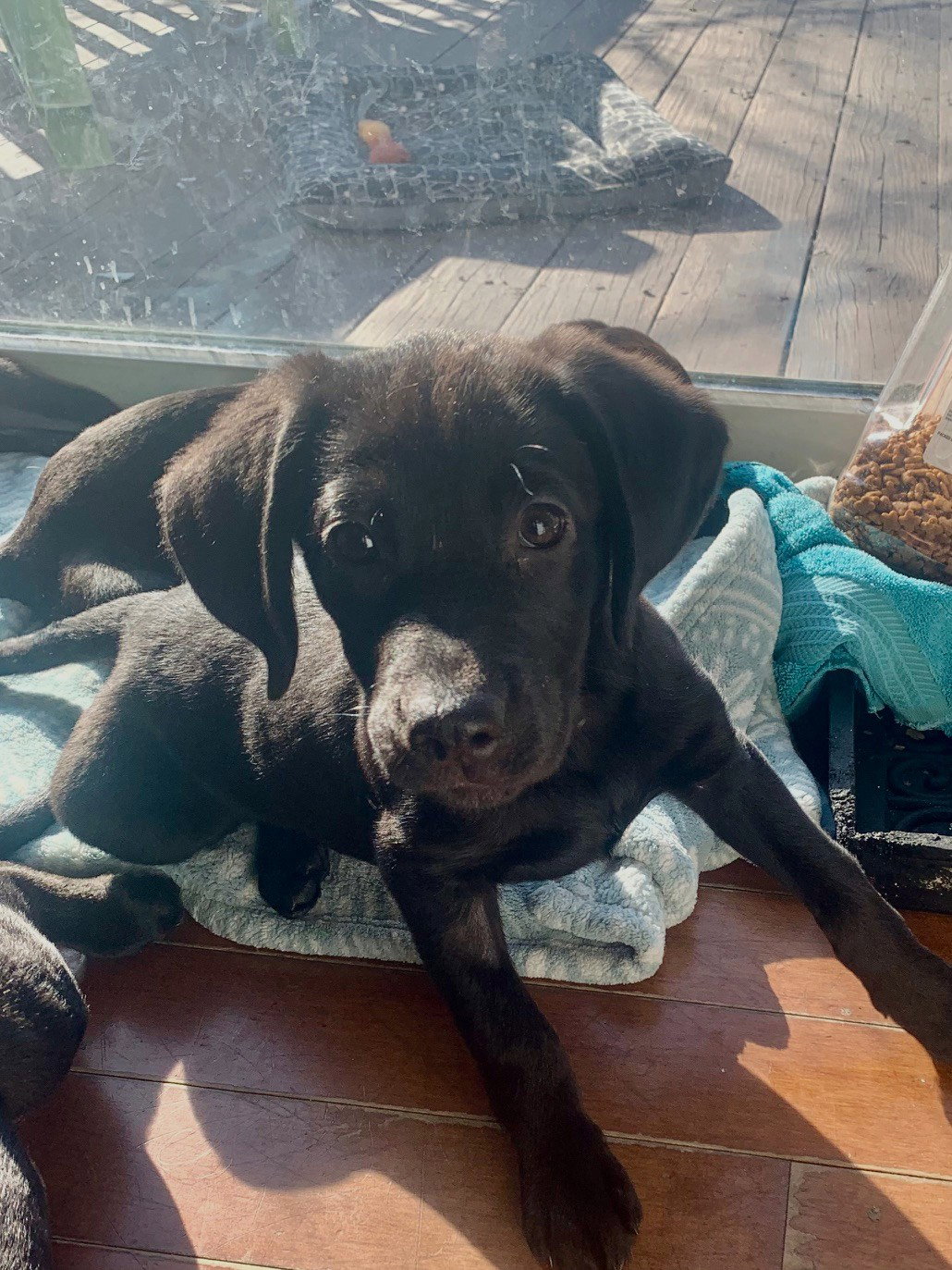 Lillith Medium Beagle / Labrador Retriever / Mixed (short coat) Female