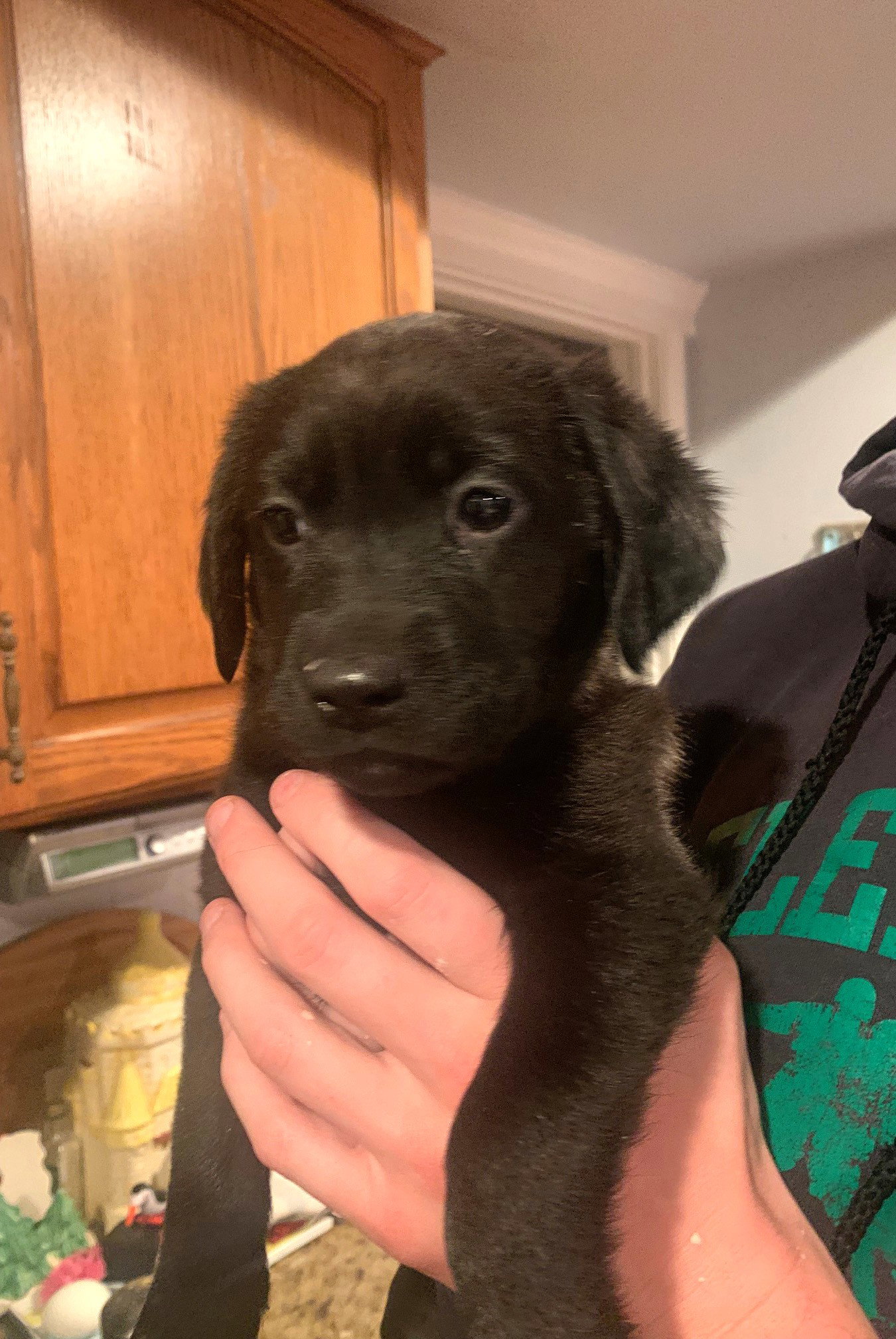 Maris Medium Beagle / Labrador Retriever / Mixed (short coat) Female