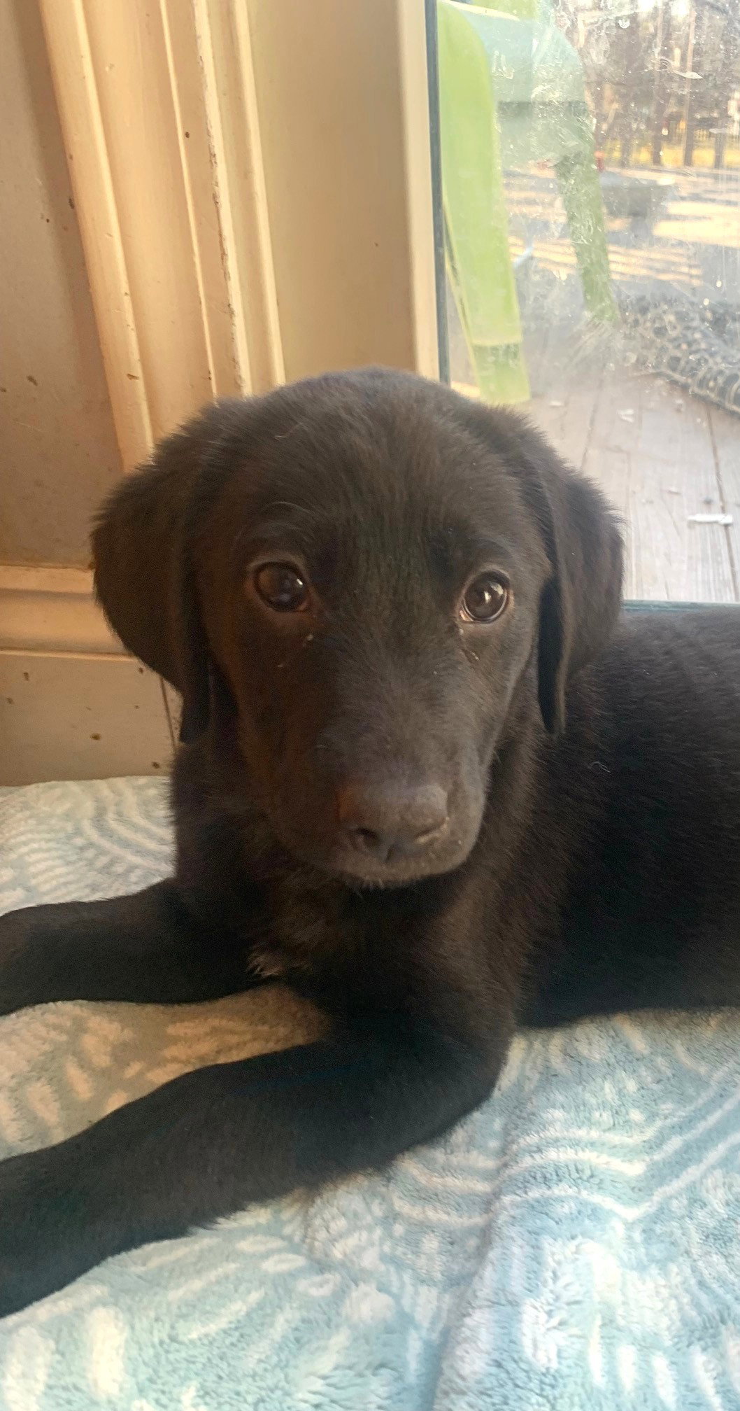 Maris Medium Beagle / Labrador Retriever / Mixed (short coat) Female