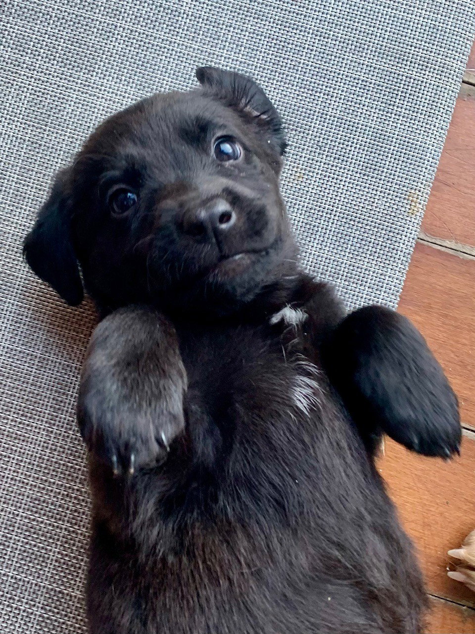 Marty Medium Beagle / Labrador Retriever / Mixed (short coat) Female