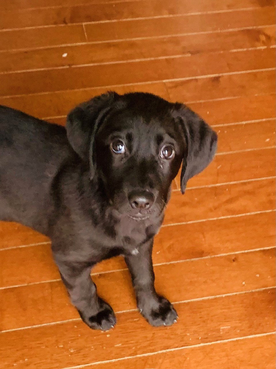 Marty Medium Beagle / Labrador Retriever / Mixed (short coat) Female