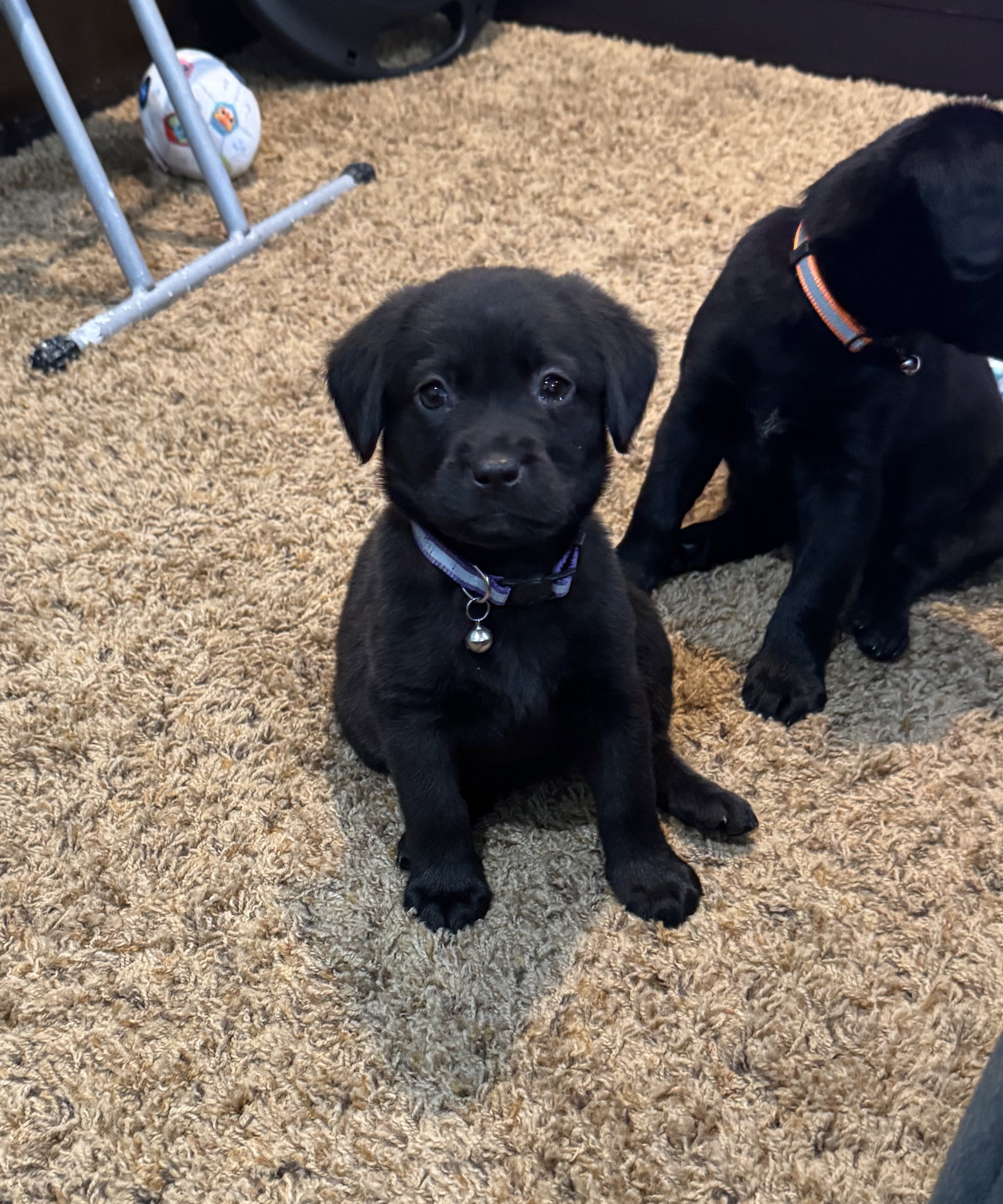 Hudson Medium Labrador Retriever / Beagle / Mixed (short coat) Male