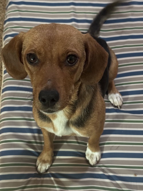 picture of the dog needing adoption