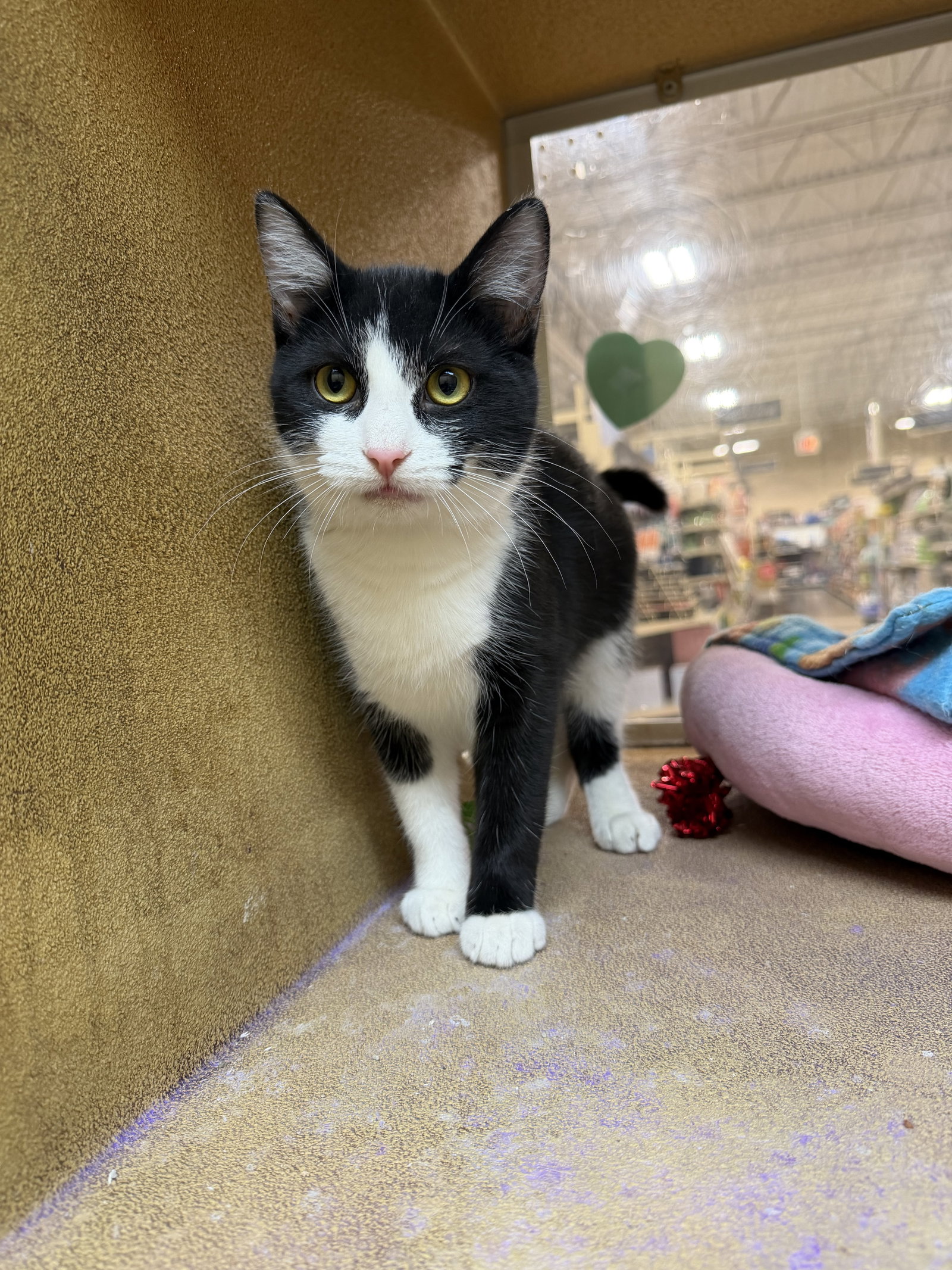 Trisha  Domestic Short Hair (short coat) Female