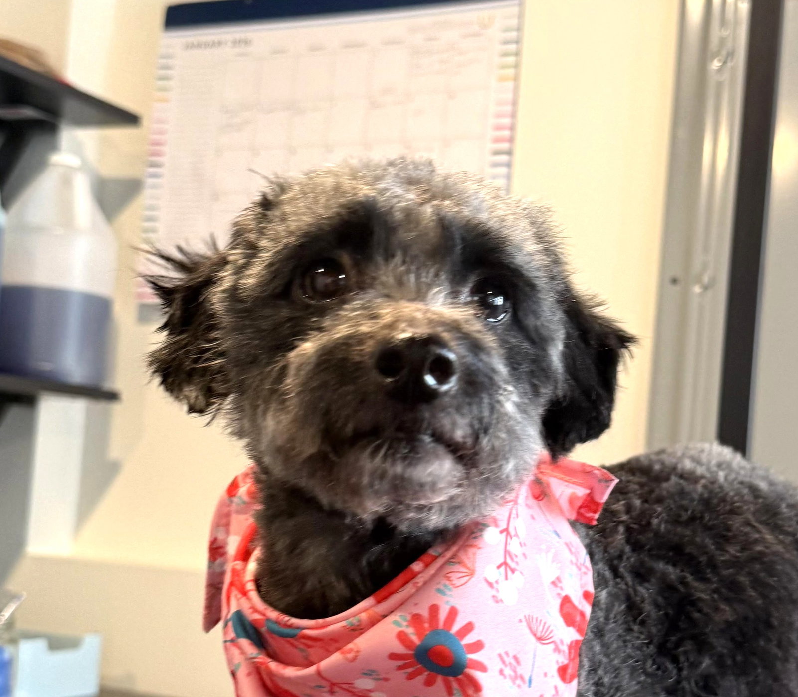 Marilyn Small Poodle (Miniature) (medium coat) Female