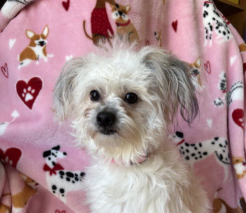 picture of the dog needing adoption