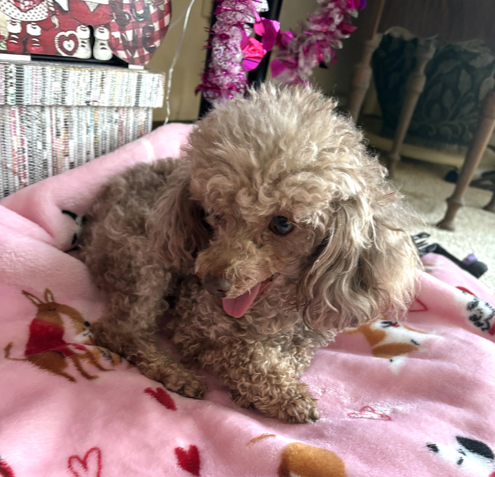 Jersey Mike Small Poodle (Toy) (medium coat) Male