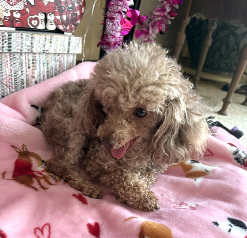 Jersey Mike, an adoptable Poodle in Wheaton, IL