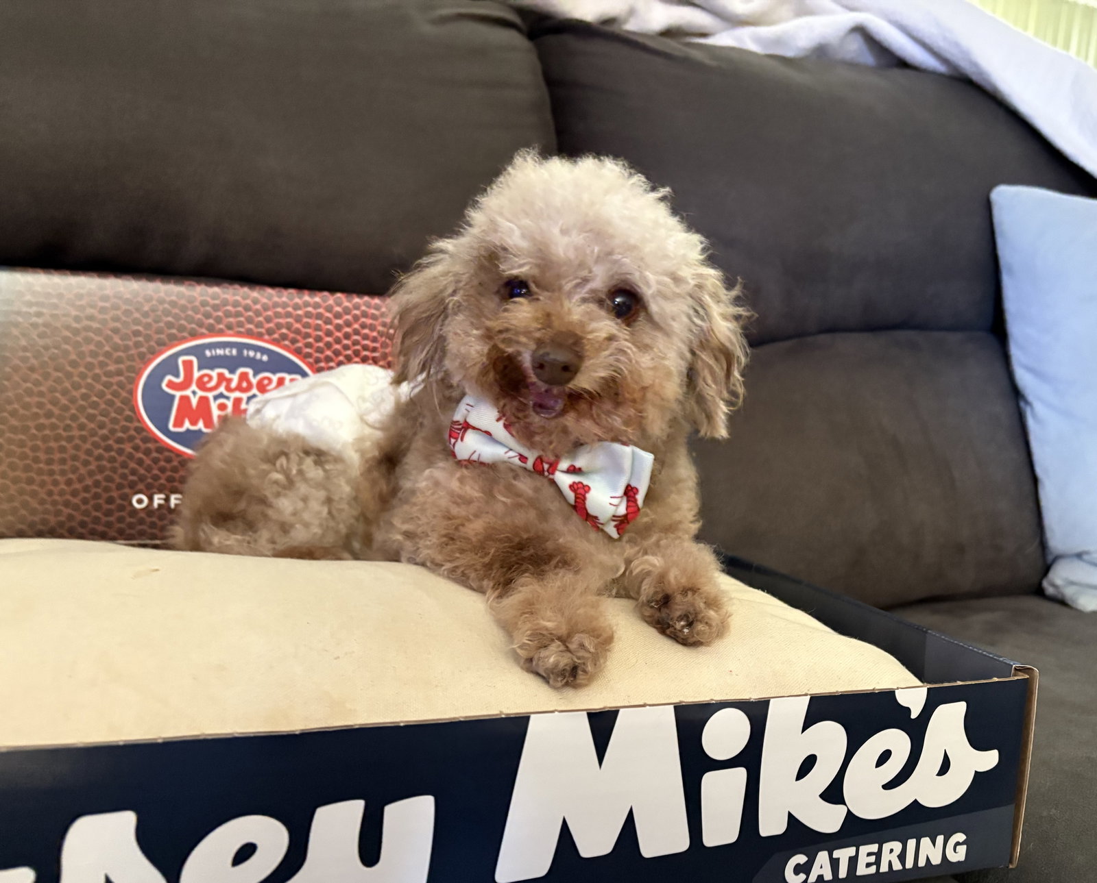 Jersey Mike Small Poodle (Toy) (medium coat) Male