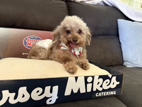 Jersey Mike photo 2