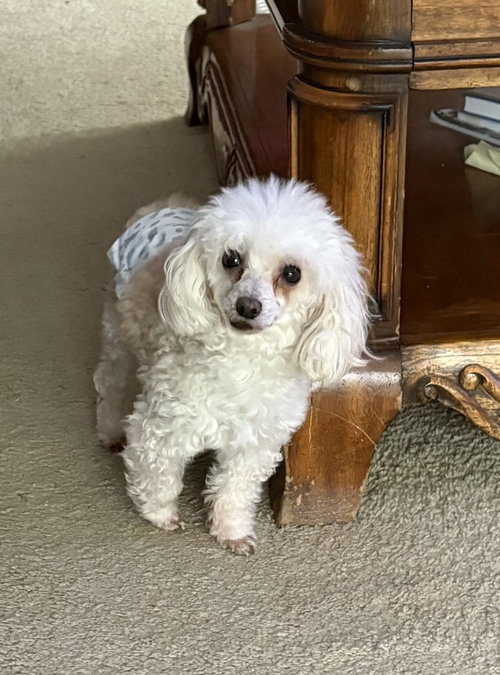 picture of the dog needing adoption