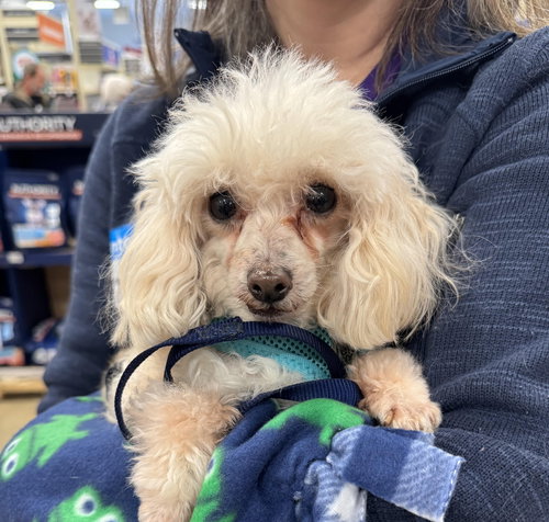 picture of the dog needing adoption