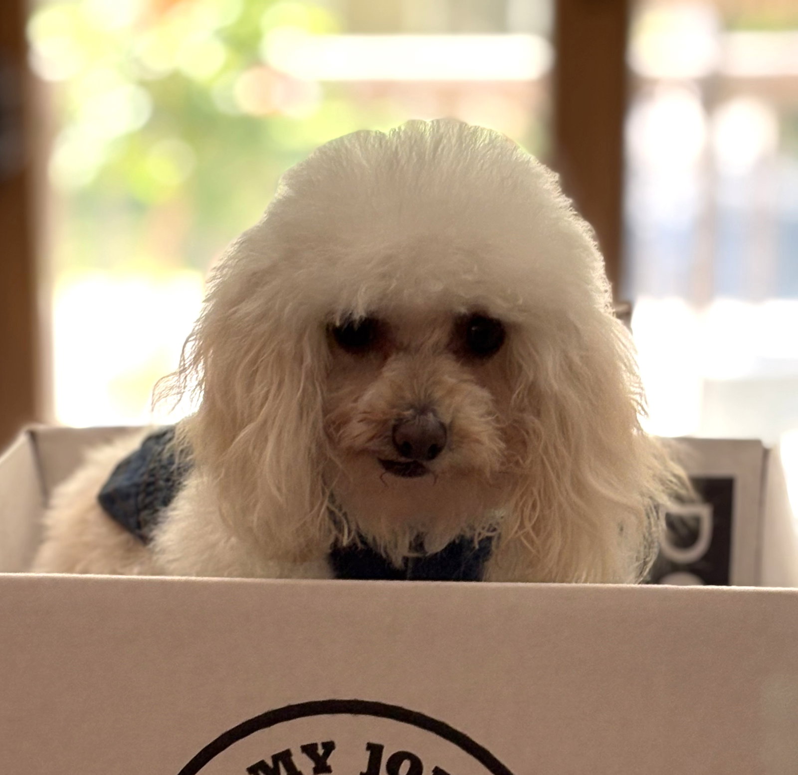 Jimmy John Small Poodle (Toy) (medium coat) Male