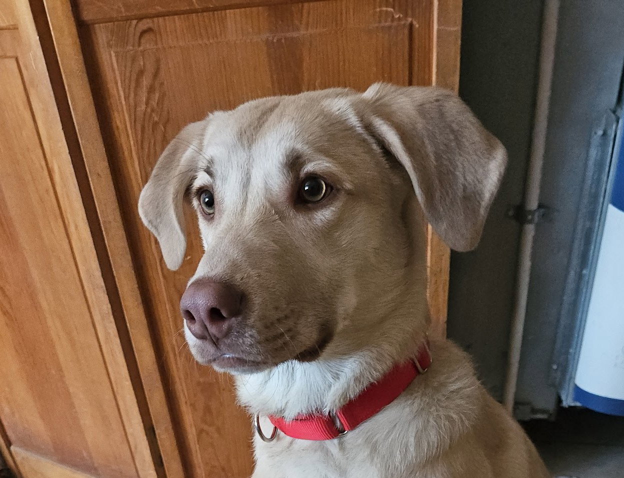 Johnny Large Labrador Retriever / Golden Retriever / Mixed (short coat) Male