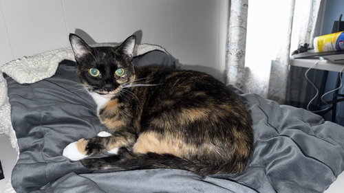 Tortellini, Adult Domestic Short Hair (short coat), cat for adoption in Orland Park, Illinois