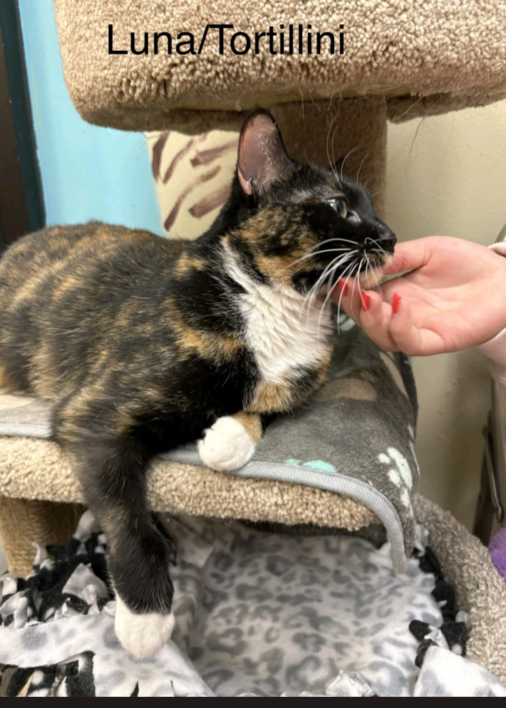 Tortellini  Domestic Short Hair (short coat) Female