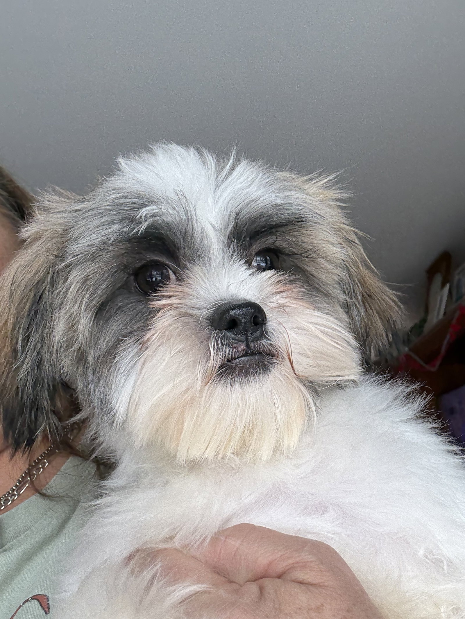 Oliver Small Shih Tzu (medium coat) Male