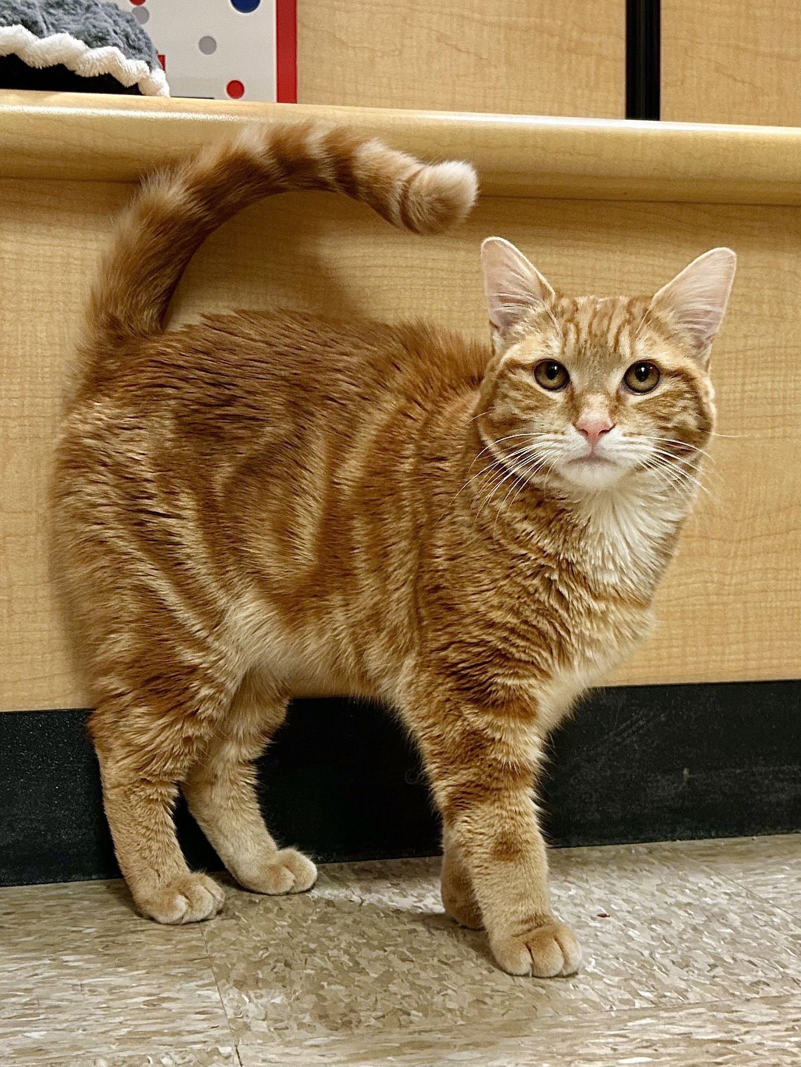 Orangello  Domestic Short Hair (short coat) Male