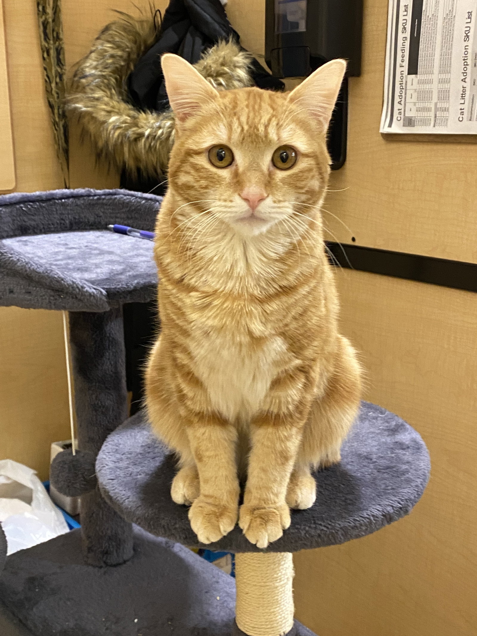 Orangello  Domestic Short Hair (short coat) Male