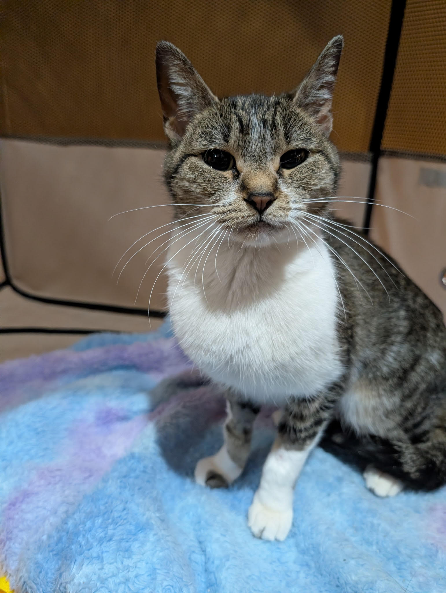 Marie  Domestic Short Hair Female