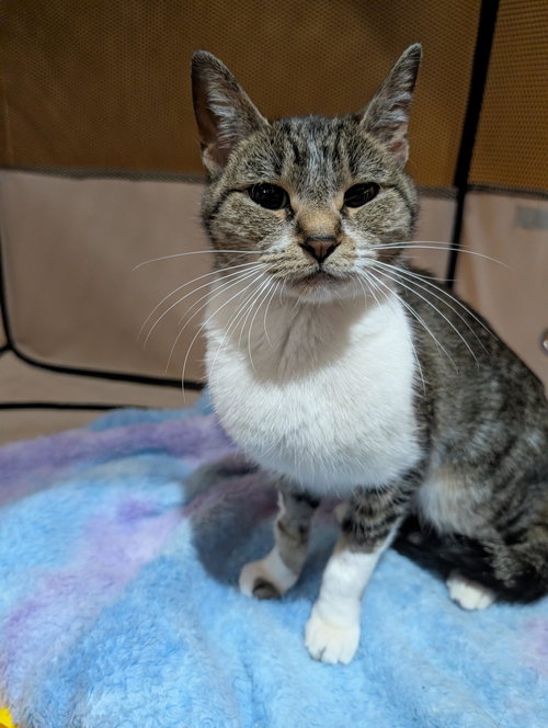 picture of the cat needing adoption
