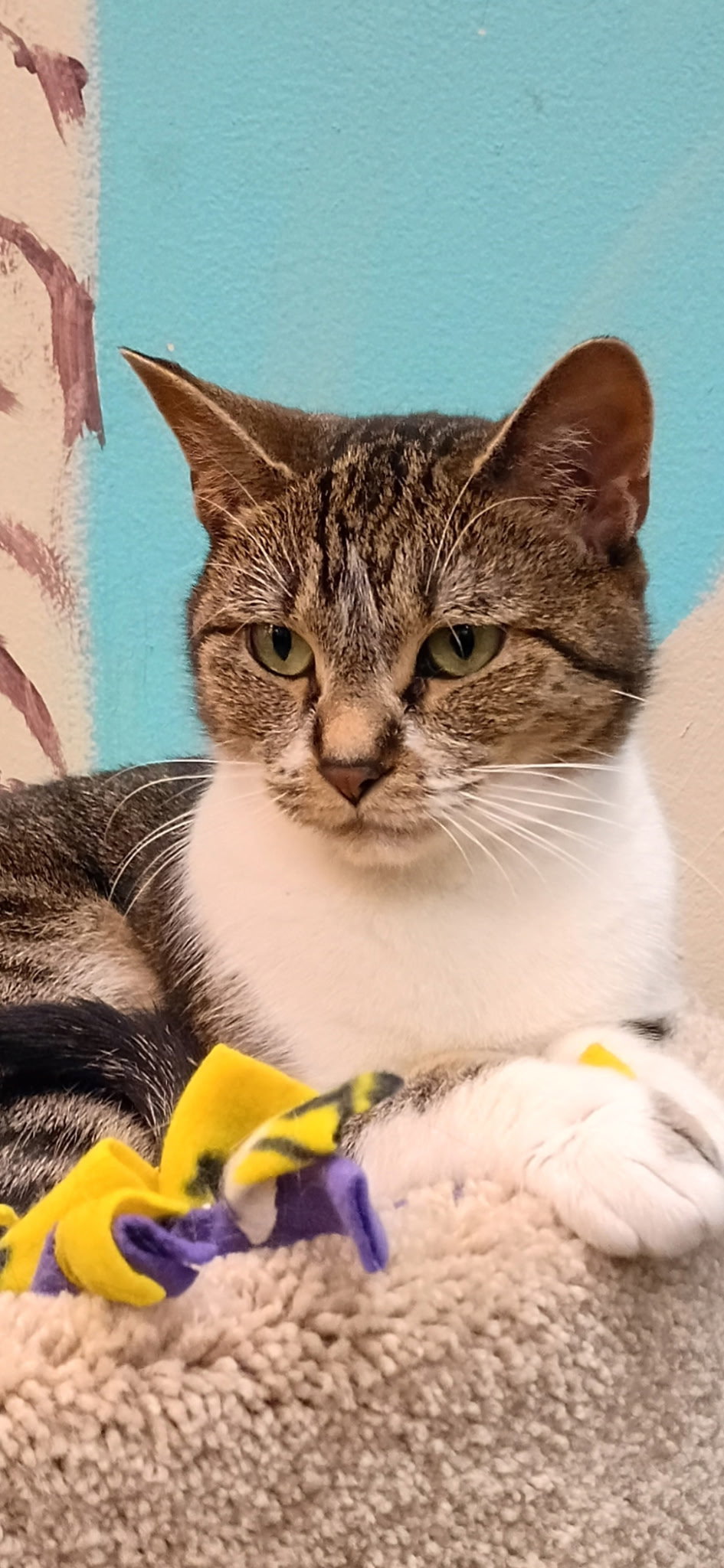 Marie  Domestic Short Hair Female