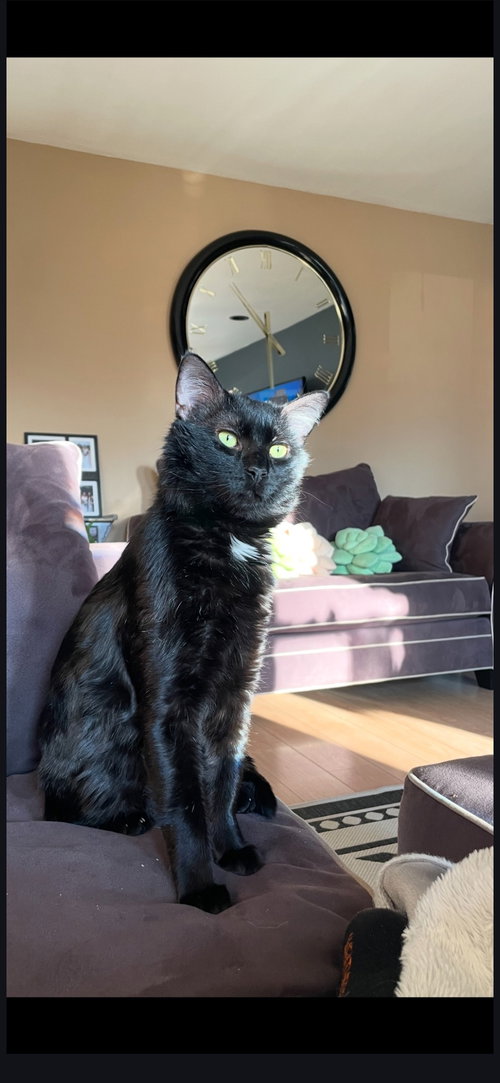 Kai, an adoptable Domestic Short Hair in Wheaton, IL