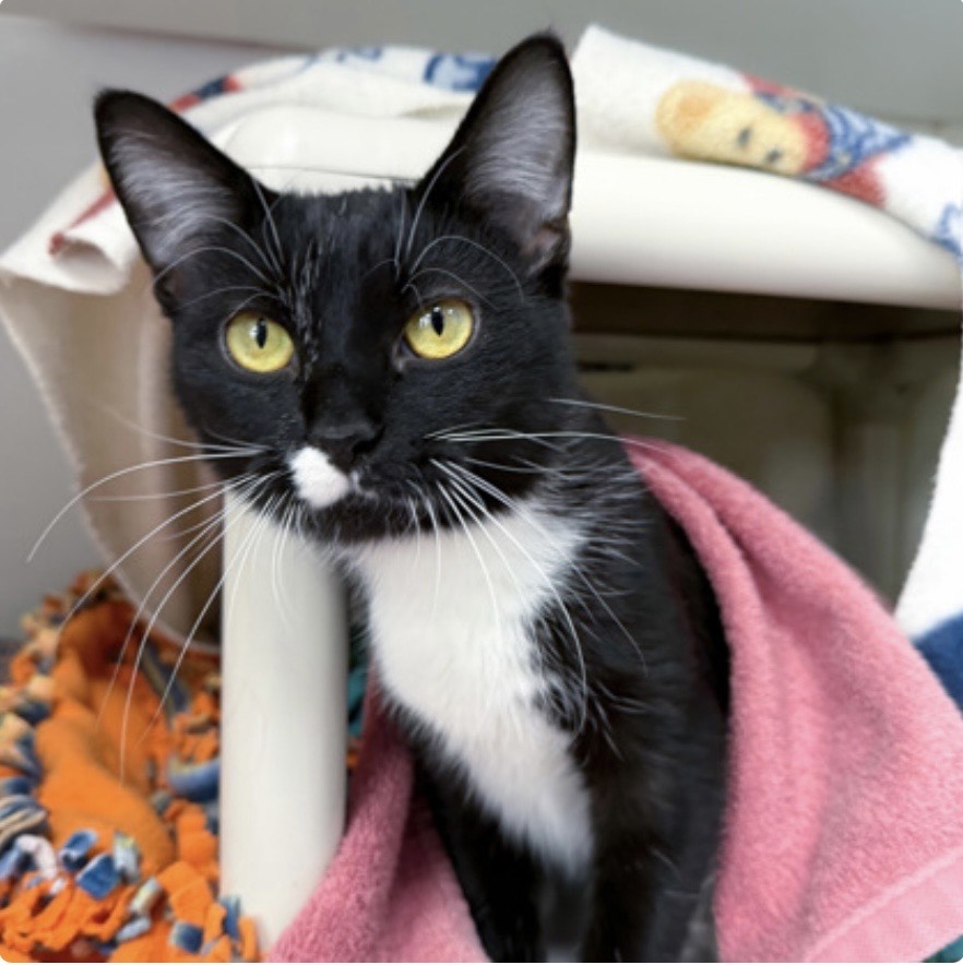 Manitas  Domestic Short Hair Female