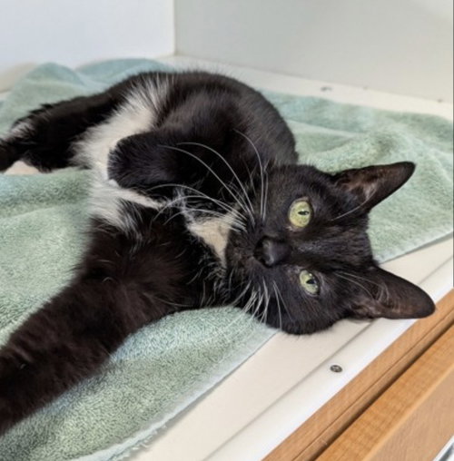 picture of the cat needing adoption