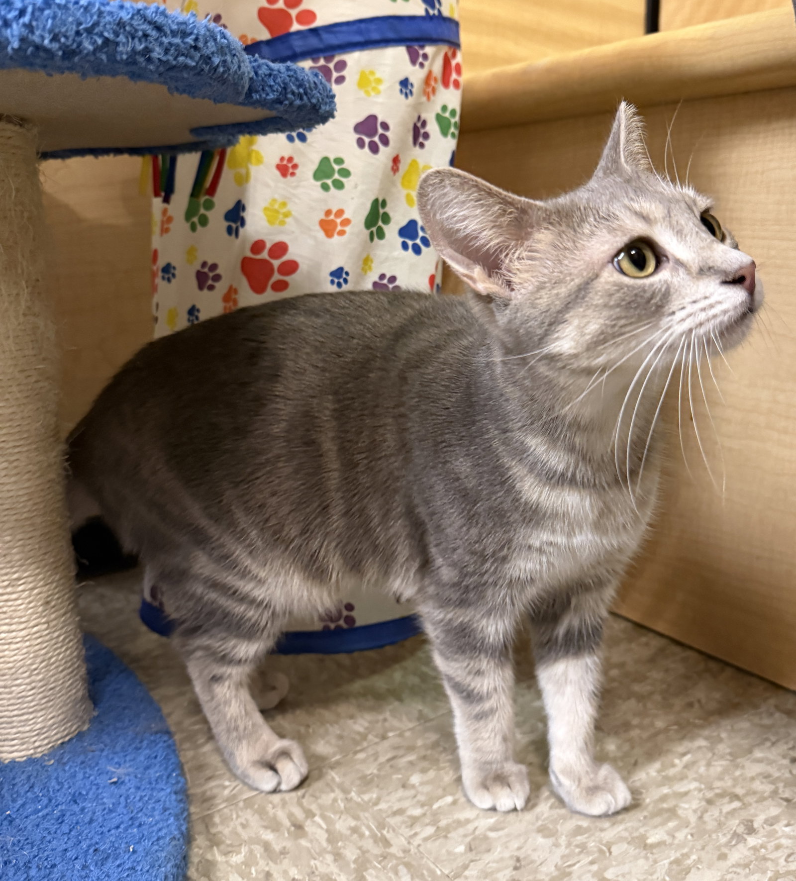 Marge  Domestic Short Hair (short coat) Female