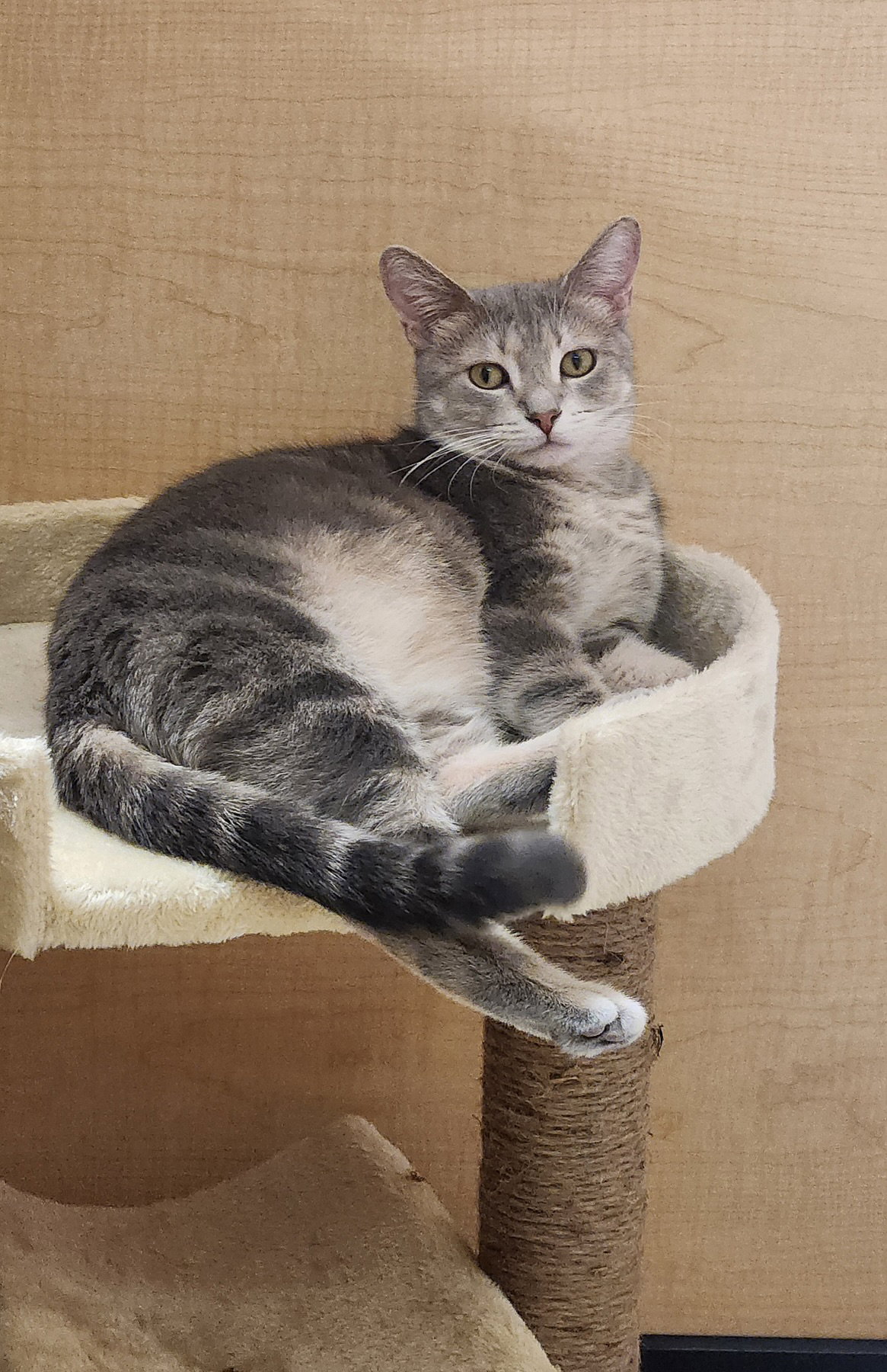 Marge  Domestic Short Hair (short coat) Female