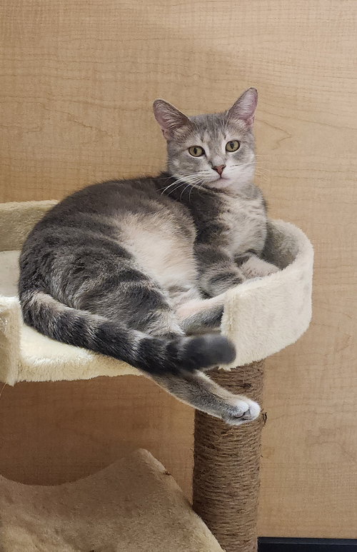 Marge, Adult Domestic Short Hair (short coat), cat for adoption in Orland Park, Illinois