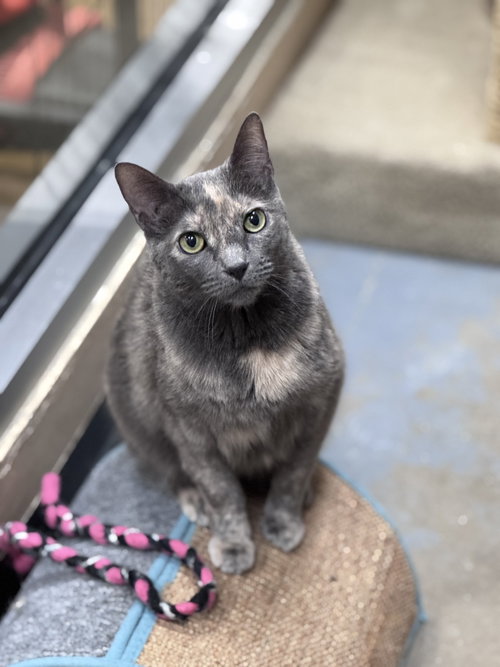 Chef Josh, Adult Domestic Short Hair (short coat), cat for adoption in Des Plaines, Illinois