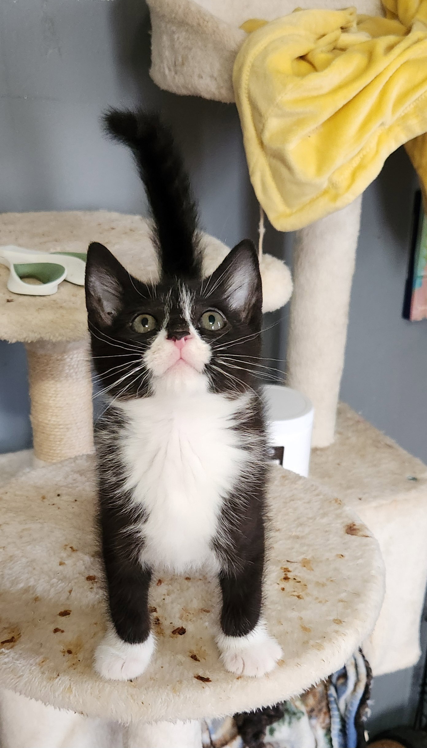 Lysol  Domestic Short Hair / Tuxedo (short coat) Male