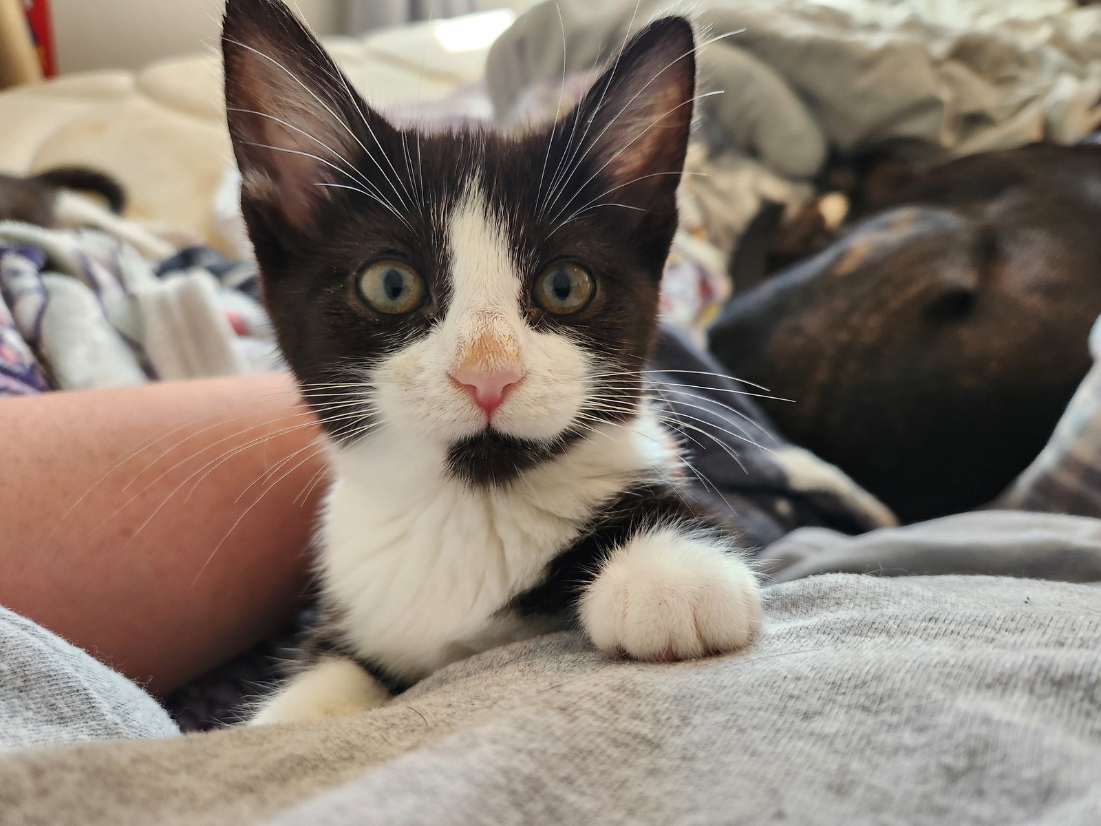Downy  Domestic Short Hair (short coat) Female