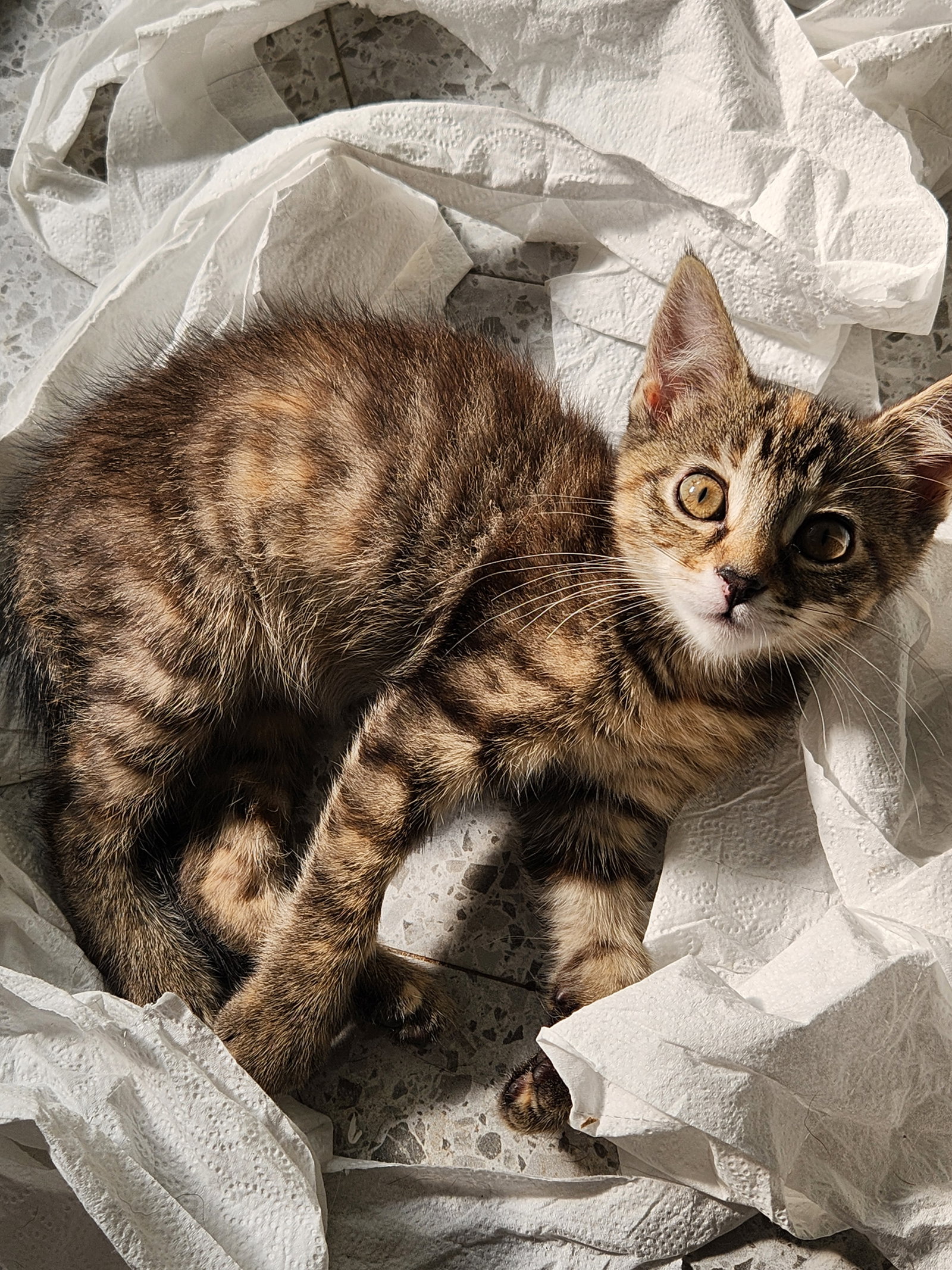 Comet  Domestic Short Hair (short coat) Female