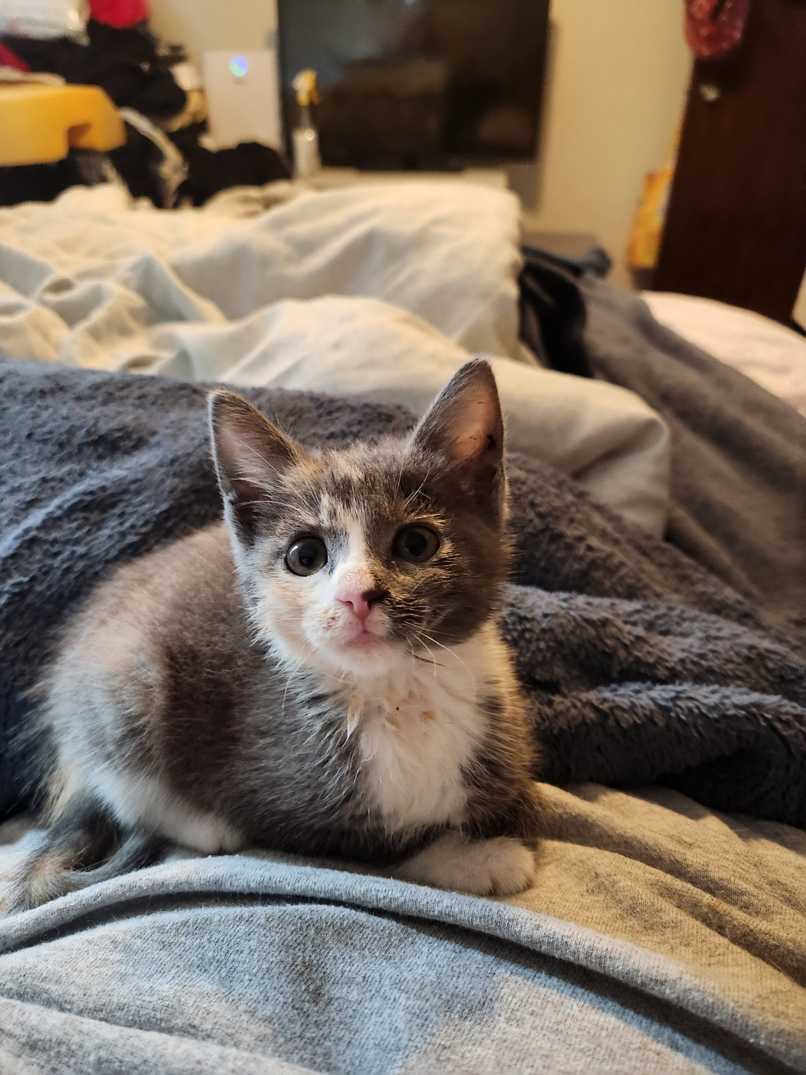 Windex  Domestic Short Hair / Dilute Calico (short coat) Female