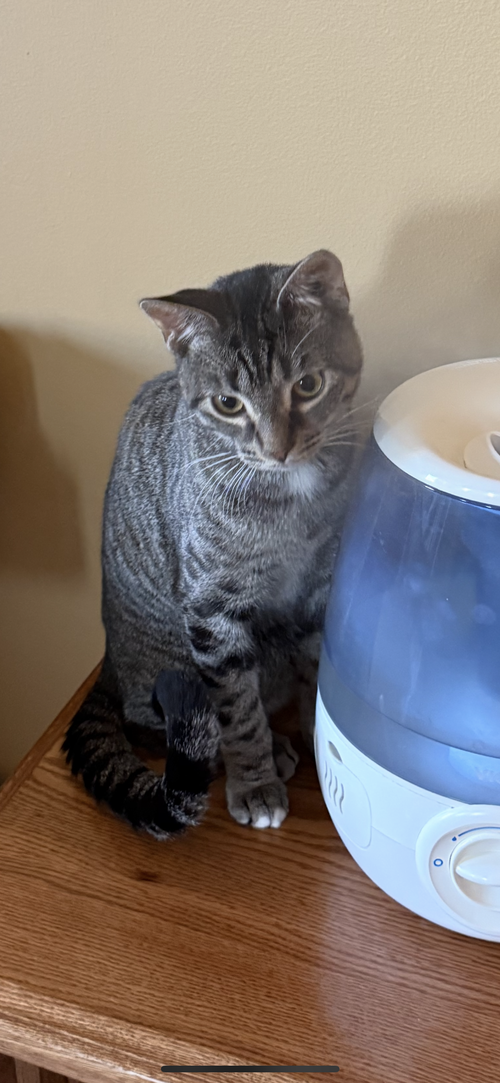 Tinky Winky, an adoptable Domestic Short Hair in Wheaton, IL