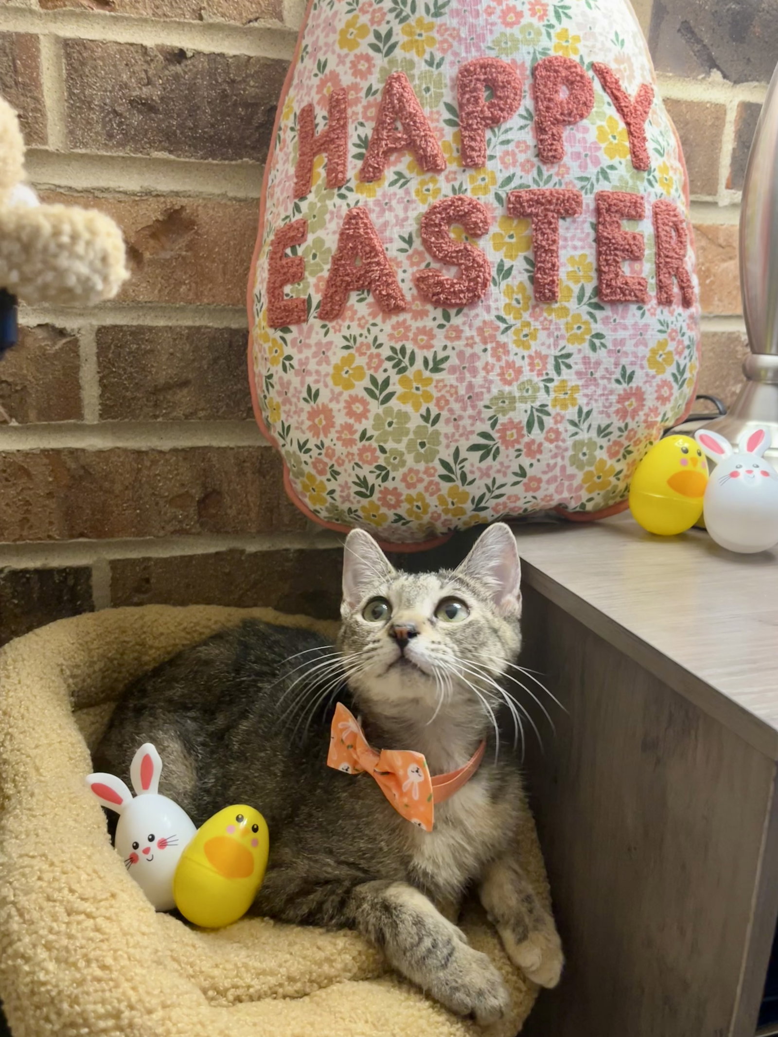 Bubbles  Domestic Short Hair (short coat) Female