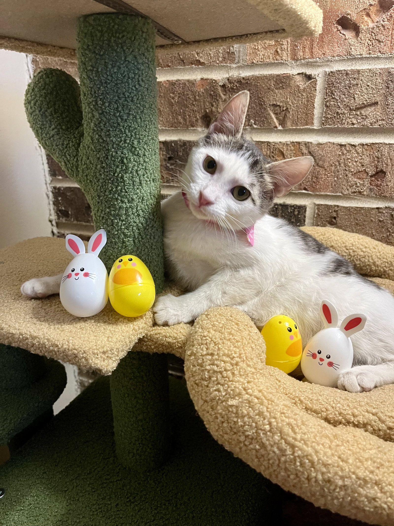 Blossom  Domestic Short Hair (short coat) Female