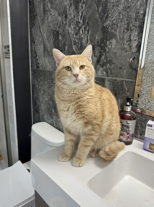Gouda, an adoptable Domestic Short Hair in Wheaton, IL