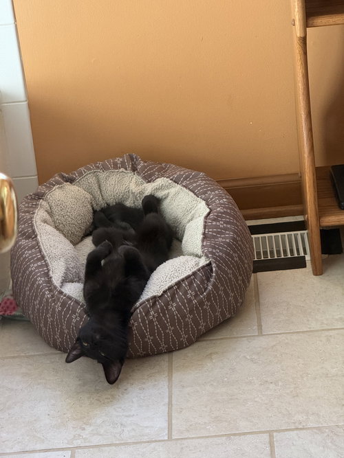 SHADOW - Domestic Short Hair available for adoption