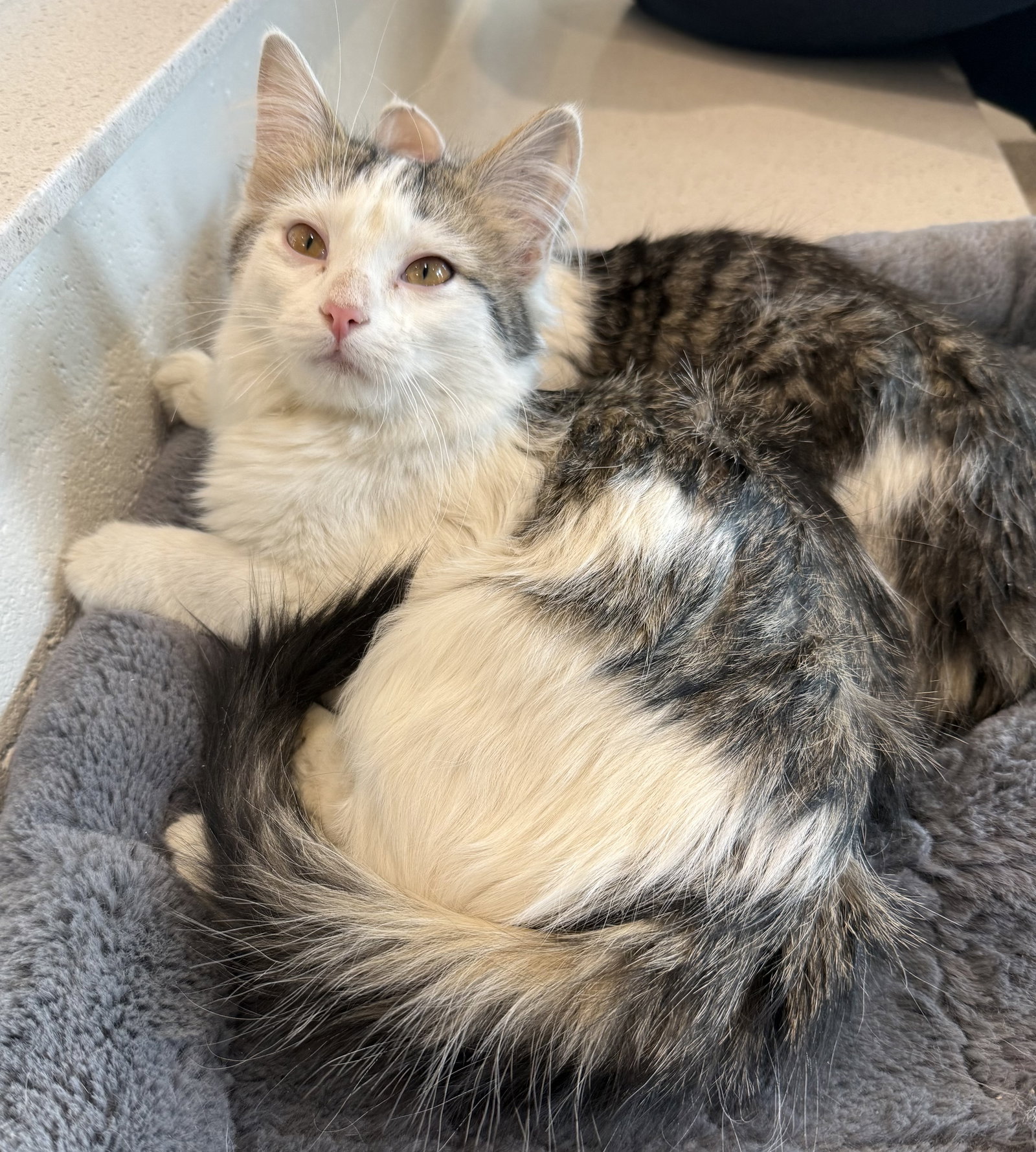 Adelaide  Domestic Medium Hair (medium coat) Female