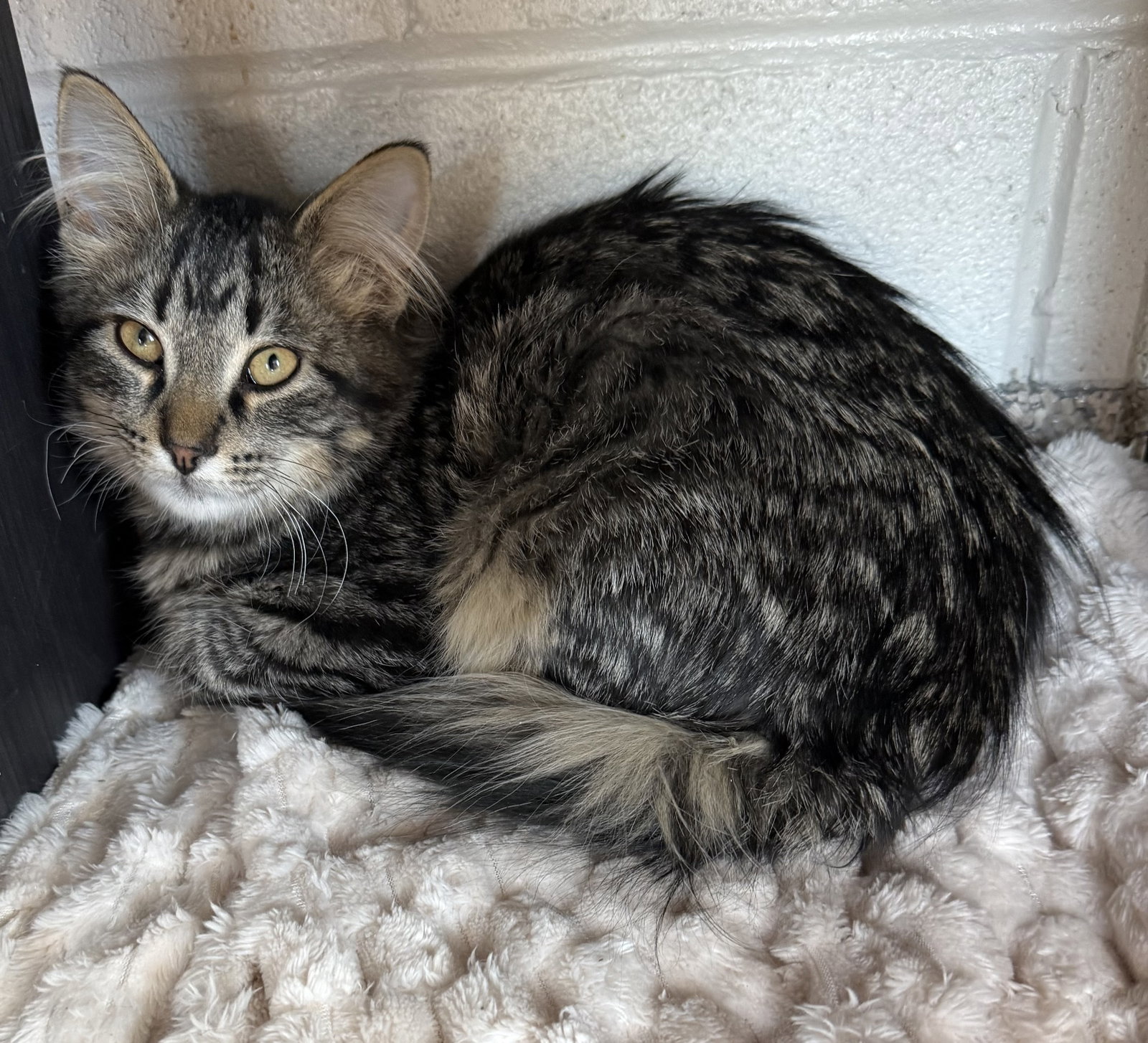 Anthony  Domestic Medium Hair (medium coat) Male