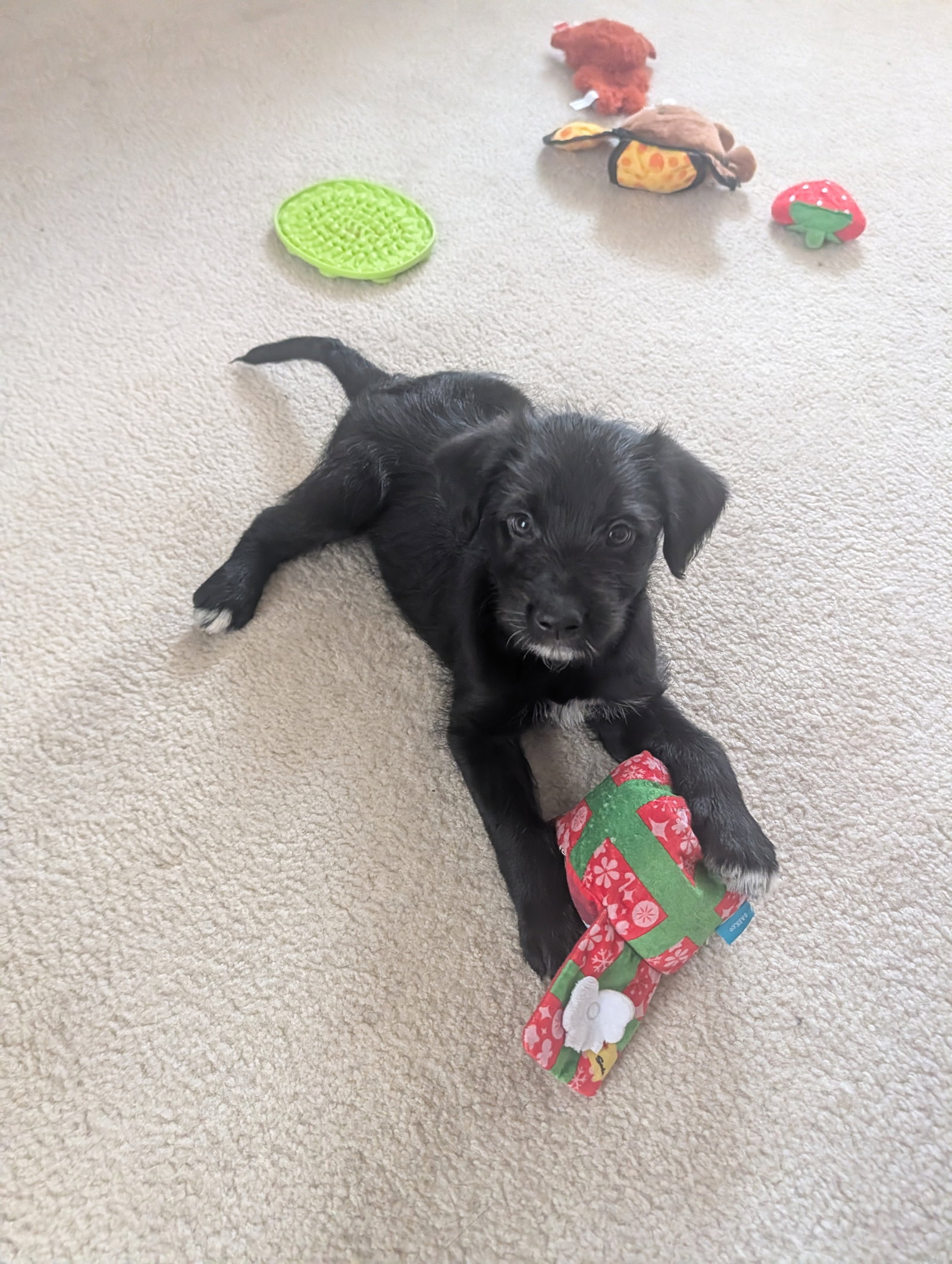 Milo Large Labrador Retriever / Poodle (Standard) / Mixed (medium coat) Male