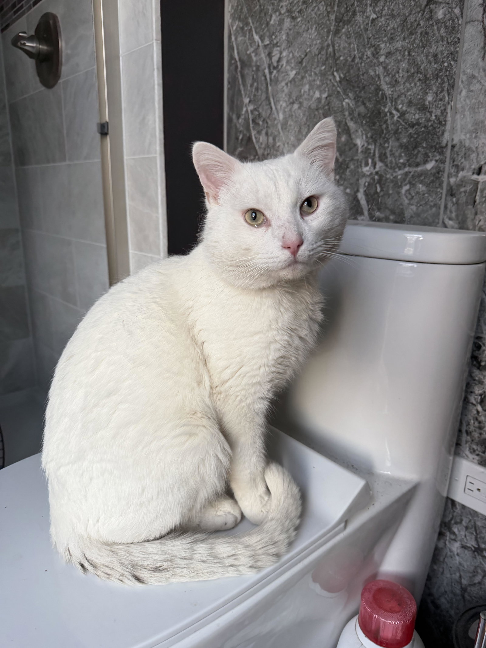 Zeal  Domestic Short Hair (short coat) Male