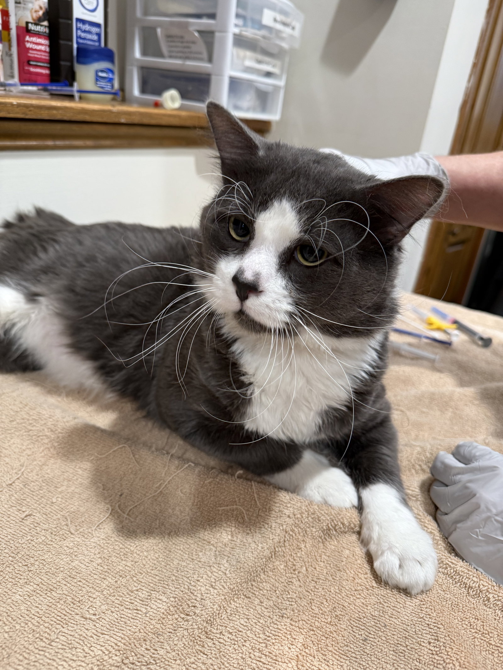 Asher  Domestic Long Hair (long coat) Male