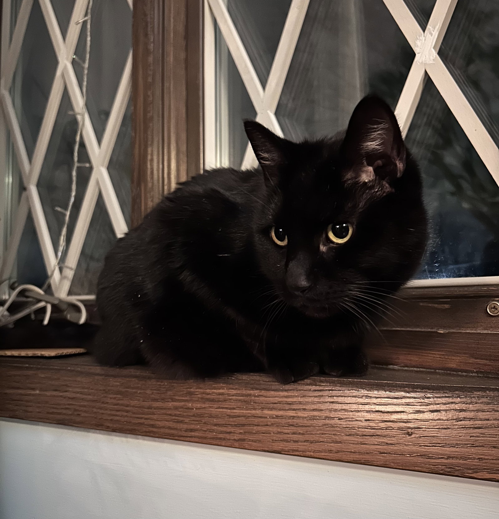 Oolong  Domestic Short Hair (short coat) Male
